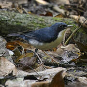 Siberian Blue Robin