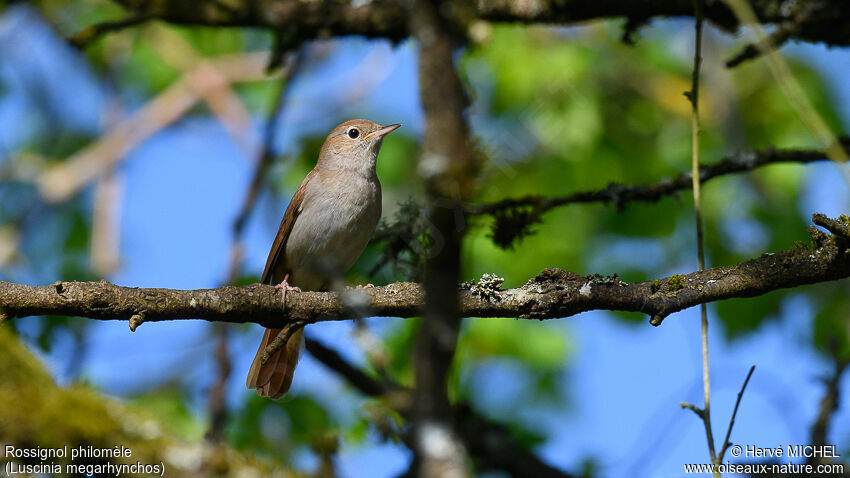 Common Nightingale male adult