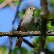 Common Nightingale