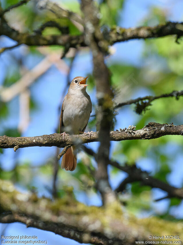 Common Nightingale male adult