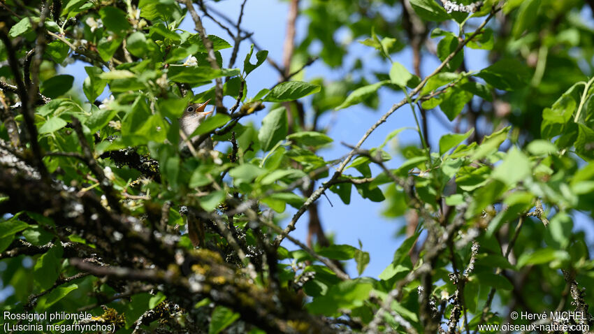 Common Nightingale male adult