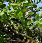 Common Nightingale