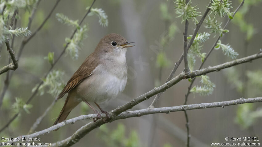 Common Nightingale male adult