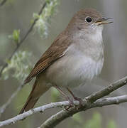 Common Nightingale