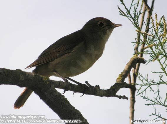 Common Nightingale