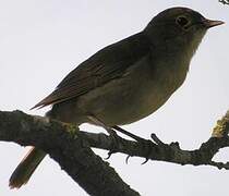 Common Nightingale