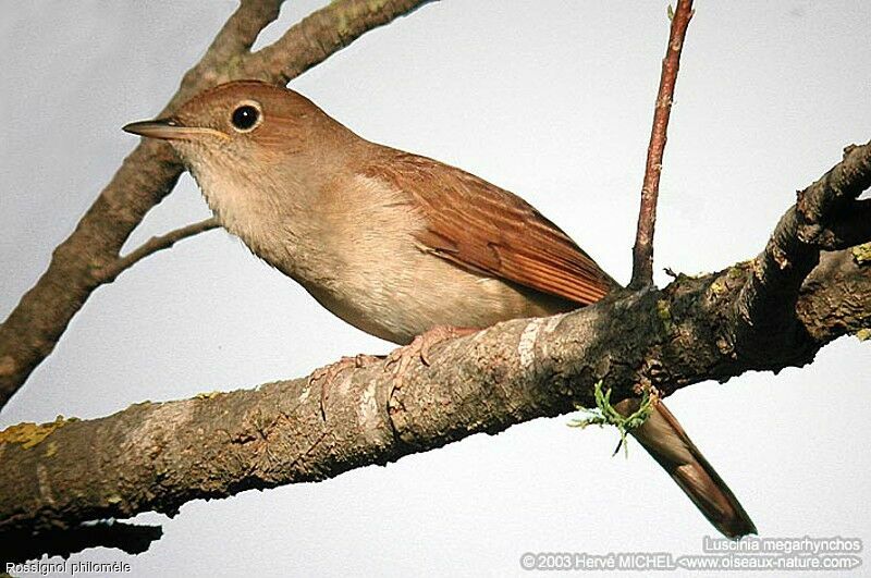 Common Nightingale