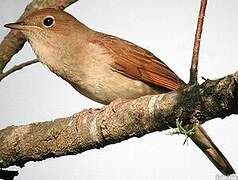 Common Nightingale