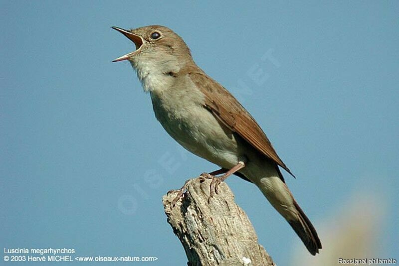 Common Nightingale