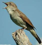 Common Nightingale