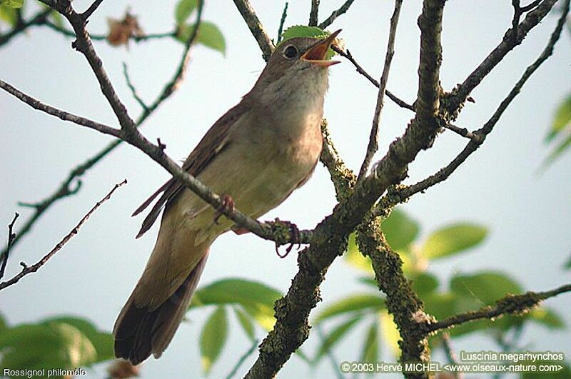 Common Nightingale