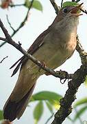 Common Nightingale