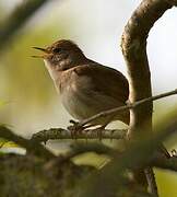 Common Nightingale