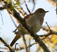 Common Nightingale