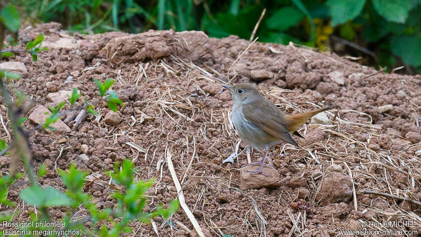 Common Nightingaleadult