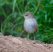 Common Nightingale