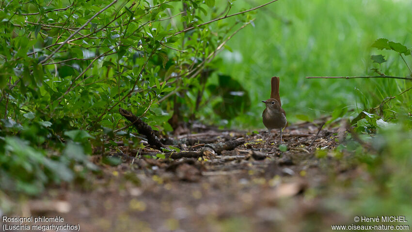 Common Nightingaleadult