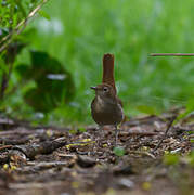 Common Nightingale