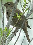 Thrush Nightingale