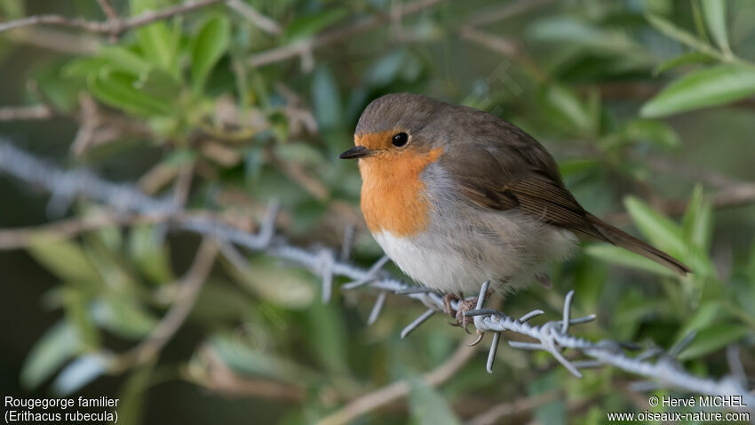 European Robinadult