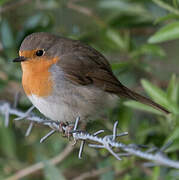 European Robin