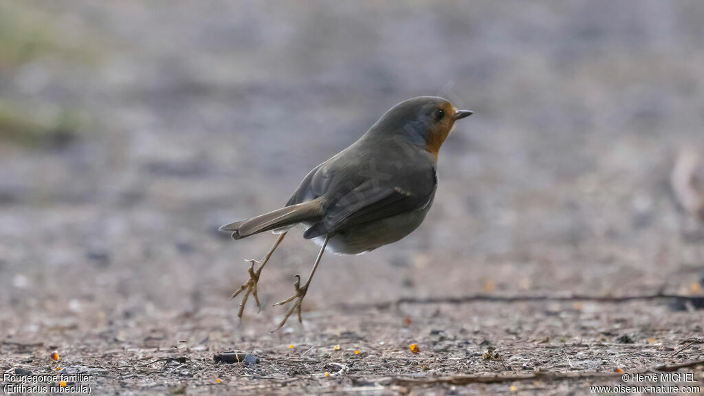 European Robin