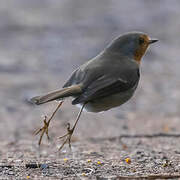 European Robin