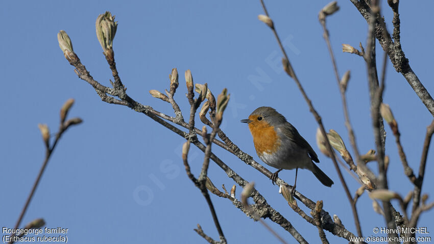 European Robin male adult breeding