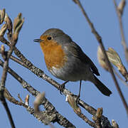 European Robin