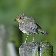 European Robin