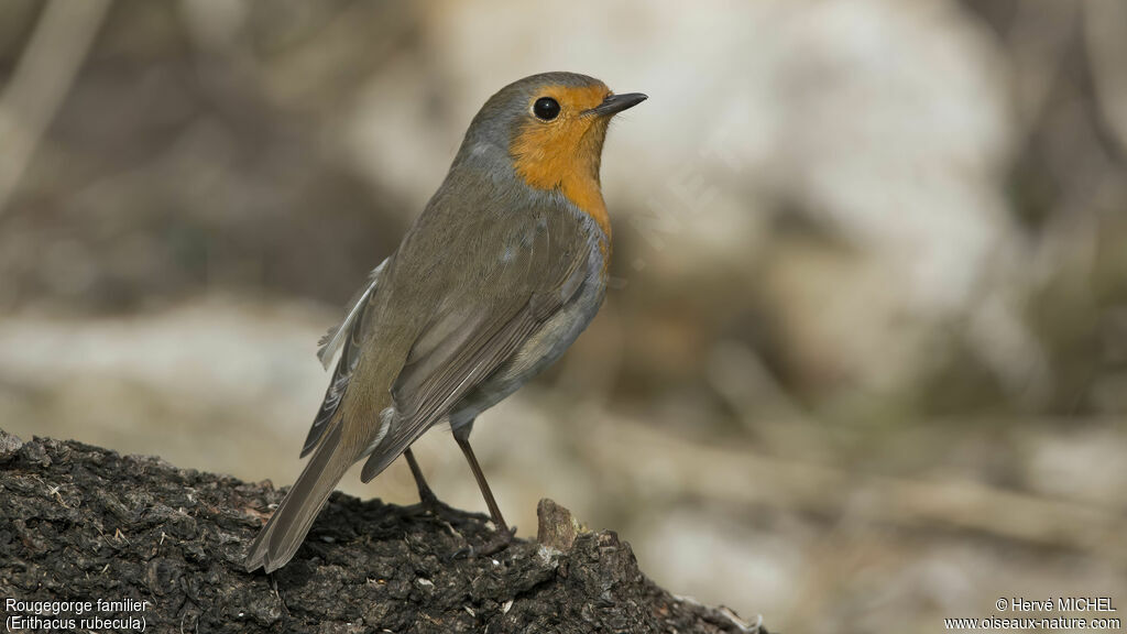 European Robin