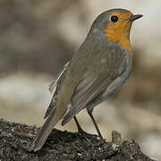 European Robin