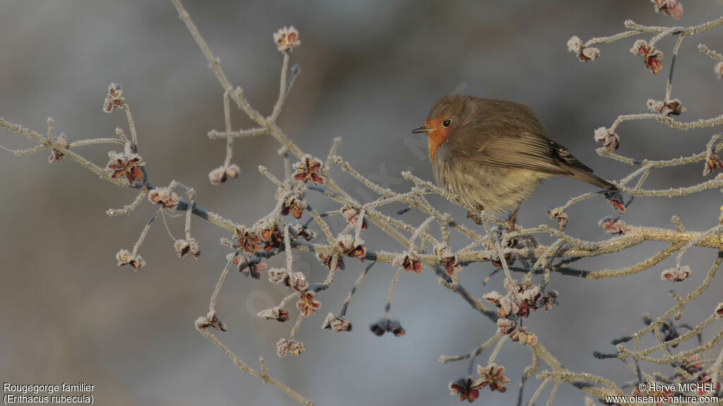 European Robin