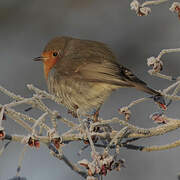 European Robin