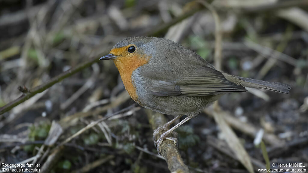 Rougegorge familier