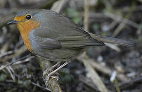 European Robin