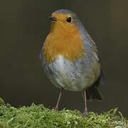 European Robin