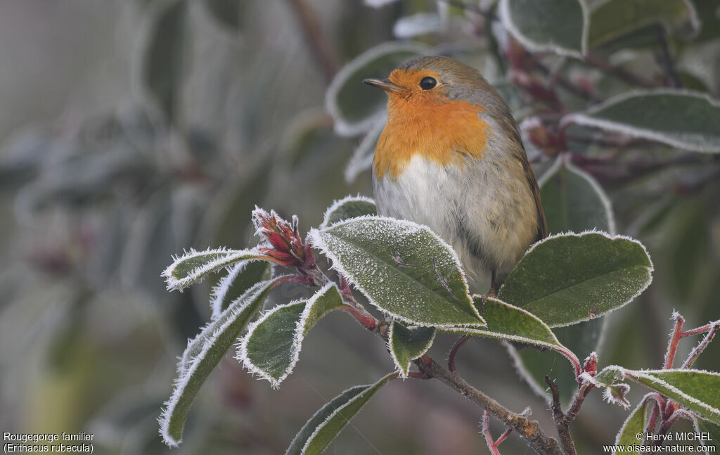 European Robin