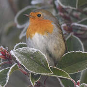 European Robin