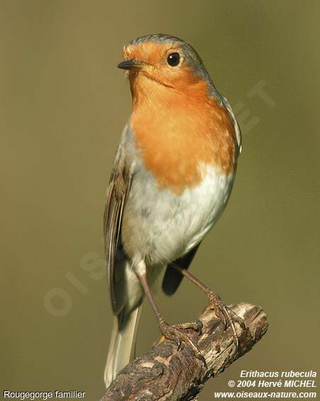 European Robin