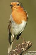 European Robin