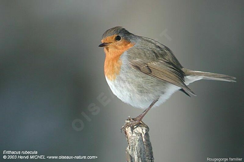 European Robin