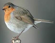 European Robin