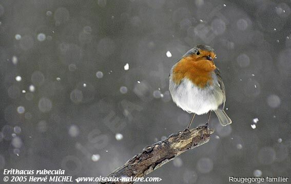 European Robin