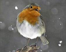 European Robin