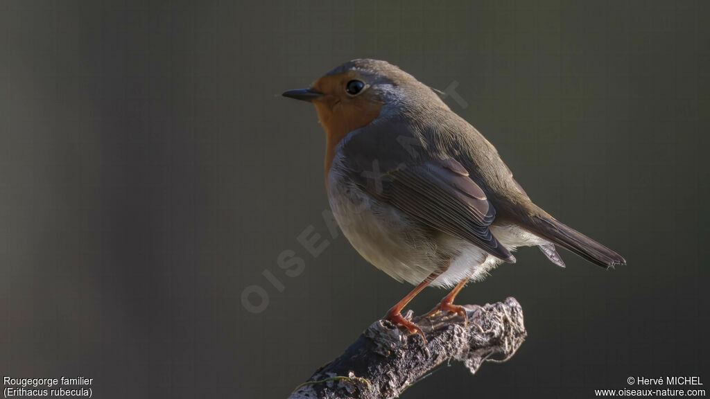 European Robin