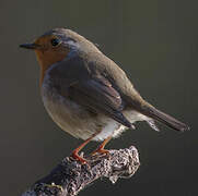 European Robin