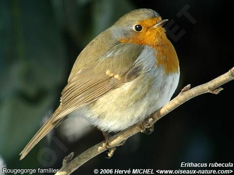 European Robin