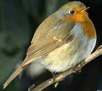 European Robin