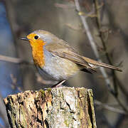 European Robin